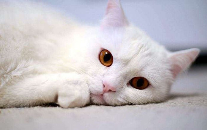 Кошка белого окраса с оранжевыми или желтыми глазами